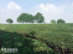 中國(guó)鄉(xiāng)村旅游崛起 江蘇 美麗鄉(xiāng)村 產(chǎn)業(yè)值得推薦