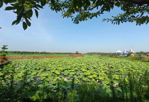 淮南大通區(qū)田園綜合體 推動(dòng) 農(nóng)業(yè) 旅游 融合發(fā)展