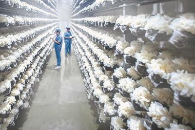 福建古田銀耳:從舒適圈跨向新賽道