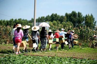 日本農(nóng)業(yè)精耕細(xì)作是被逼無奈,臺灣又何嘗不是?