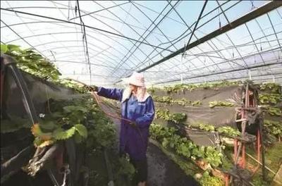 看這個村的&ldquo;農(nóng)業(yè)工廠&rdquo;是什么樣的