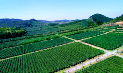 英德創(chuàng)美茶業(yè)獲&ldquo;廣東十大好春茶&rdquo;和&ldquo;廣東最美茶園&rdquo;雙項殊榮