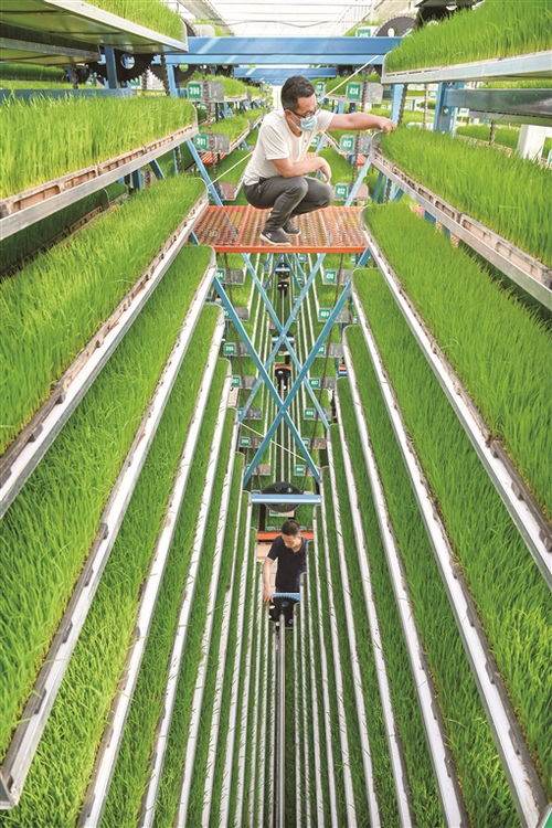 扛穩(wěn) 糧袋子 鼓起 錢袋子