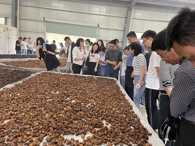 貴池區涓橋鎮:提升&ldquo;黃精&rdquo;品牌效應 帶動多業態融合發展