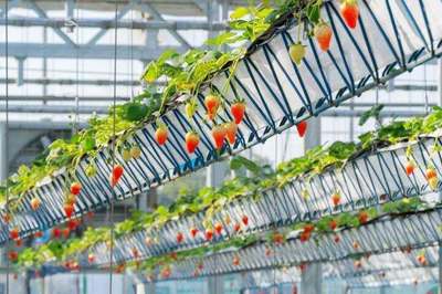 拿下&ldquo;神農鼎&rdquo;,鄉村振興&ldquo;尖子生&rdquo;有話說