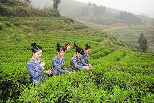 新化走出旅游新路 農旅融合成 新引擎