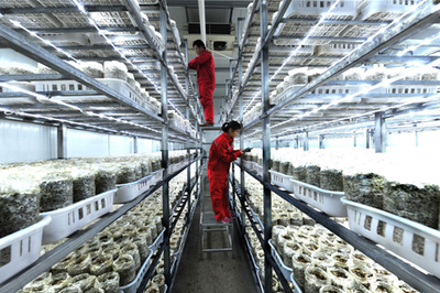 河南:濮陽年產8000噸海鮮菇基地項目正式投產_產業資訊_食用菌新聞_中國食用菌商務網