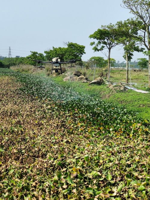 海南已發(fā)現(xiàn)395種外來(lái)入侵物種