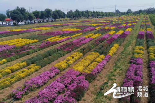 芮城菊花小鎮(zhèn)開(kāi)園迎客