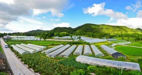 溫州市委書記陳偉俊點贊文成農(nóng)業(yè)旅游開發(fā)工作