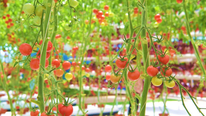 河北遷西 鄉(xiāng)村旅游成為鄉(xiāng)村振興“新引擎”