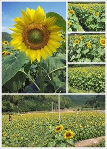 沙縣西霞村 以觀光農業為筆，繪就特色鄉村旅游新畫卷