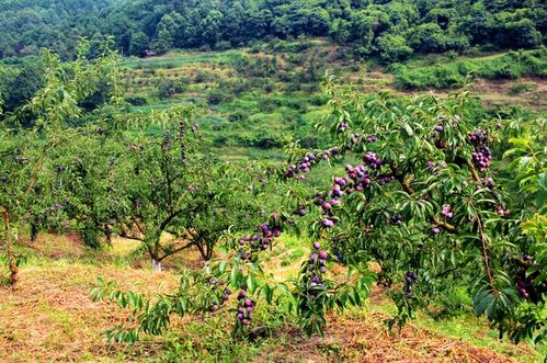 瀘縣石橋鎮 山溝溝里結滿“致富金果”，農旅融合繪就鄉村振興新畫卷